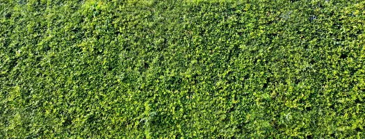 Green Prisons Research Initiative: Call for Experts